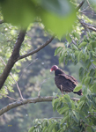 Turkey Vulture 9470